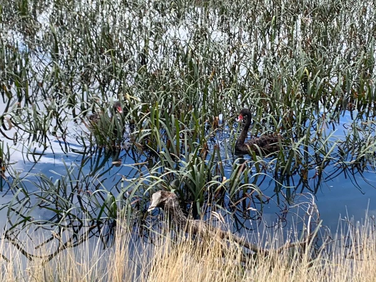 A pair of black swans gliding peacefully through the thick reeds of Lake Dulverton.