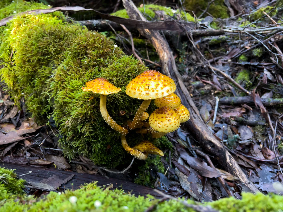 A cluster of bright yellow fungi adding a splash of colour to the mossy forest floor.