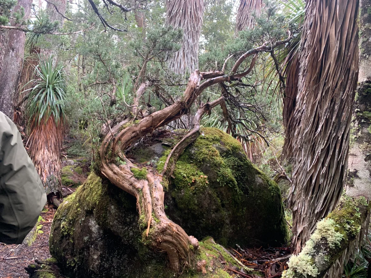 Nature’s grip—a gnarled tree growing directly over a mossy mountain boulder.