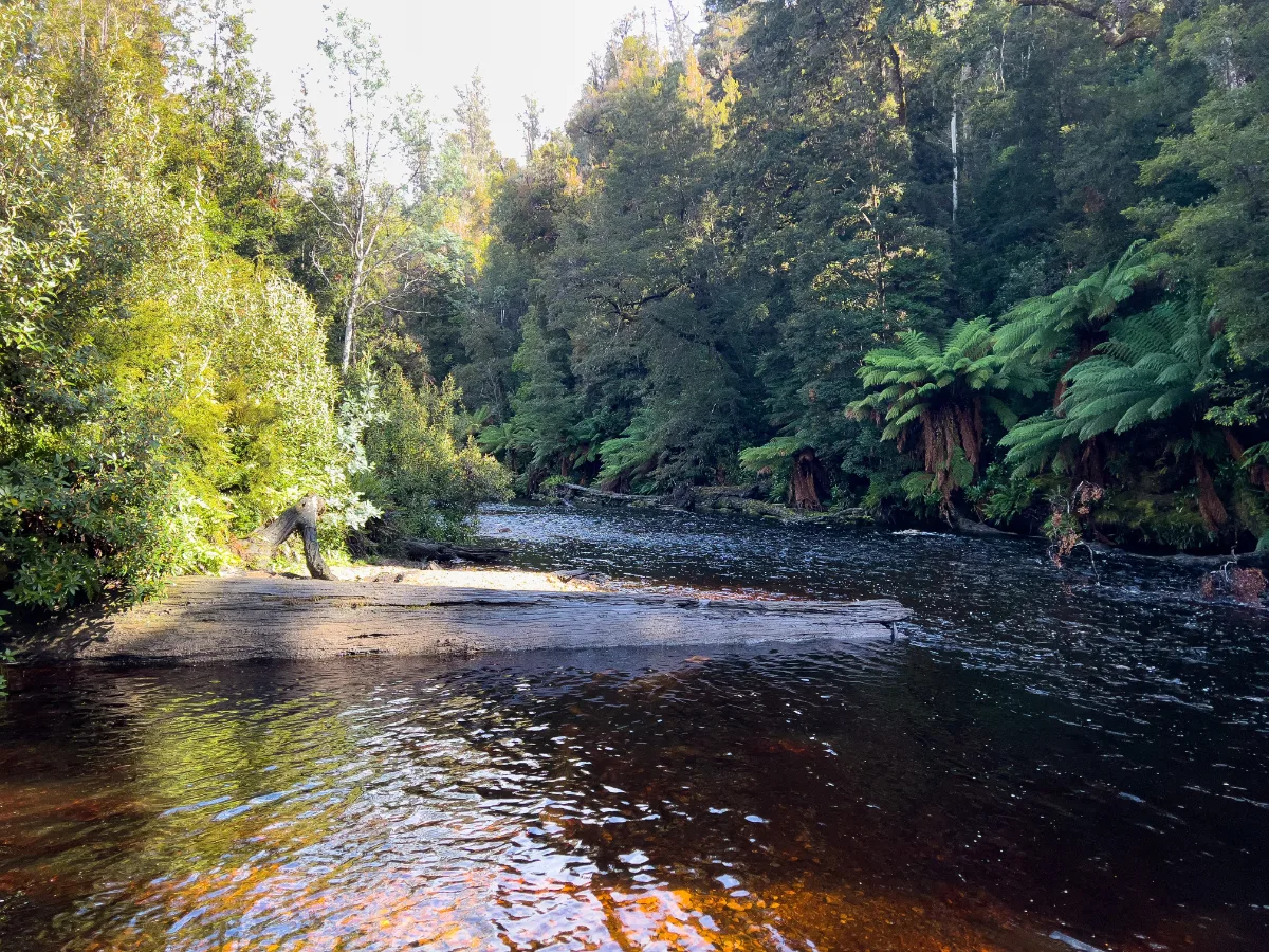 The dark, tannin-stained waters of the Styx River flowing through the forest.