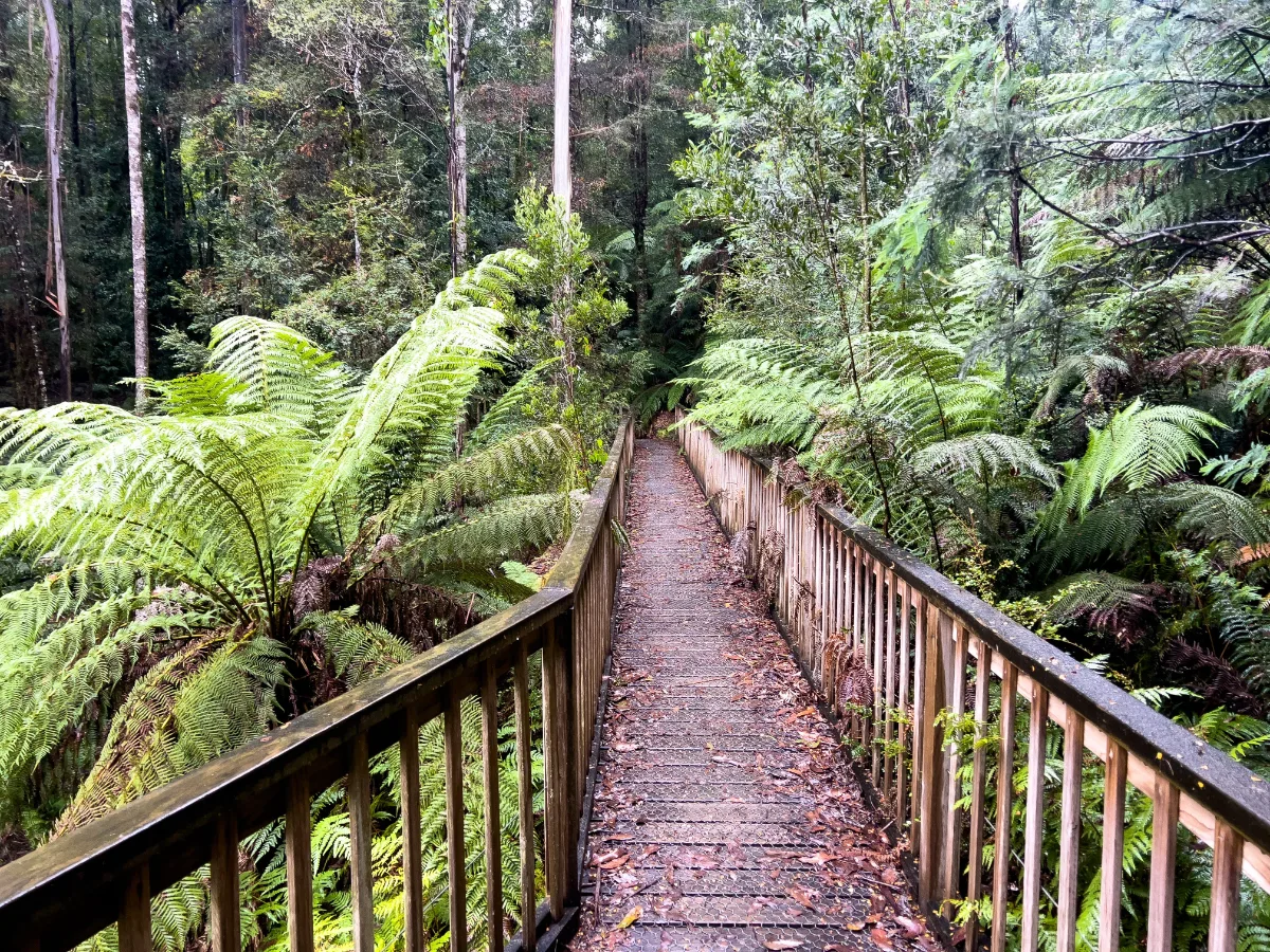 The boardwalk winds through a sea of lush green ferns in the Styx Conservation Area.