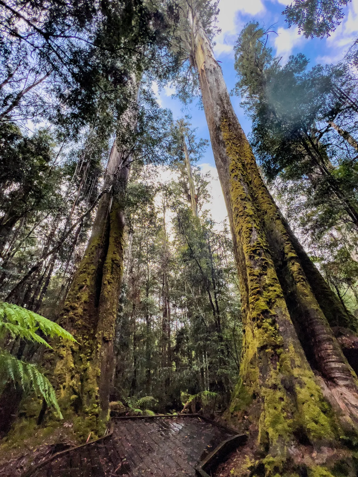 Looking straight up at the towering giants along the Big Tree Walk.
