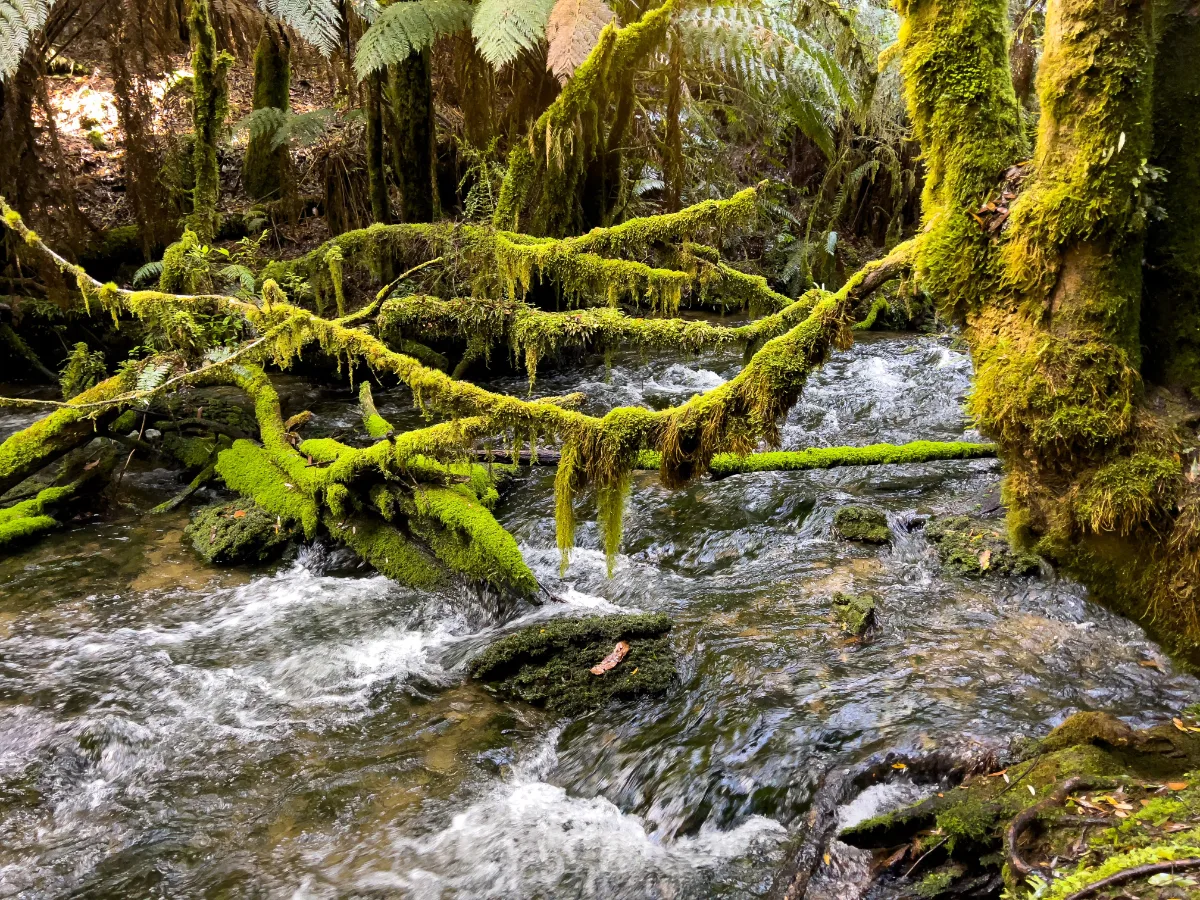 Bright green moss covering every branch as the river rushes over the rocks.