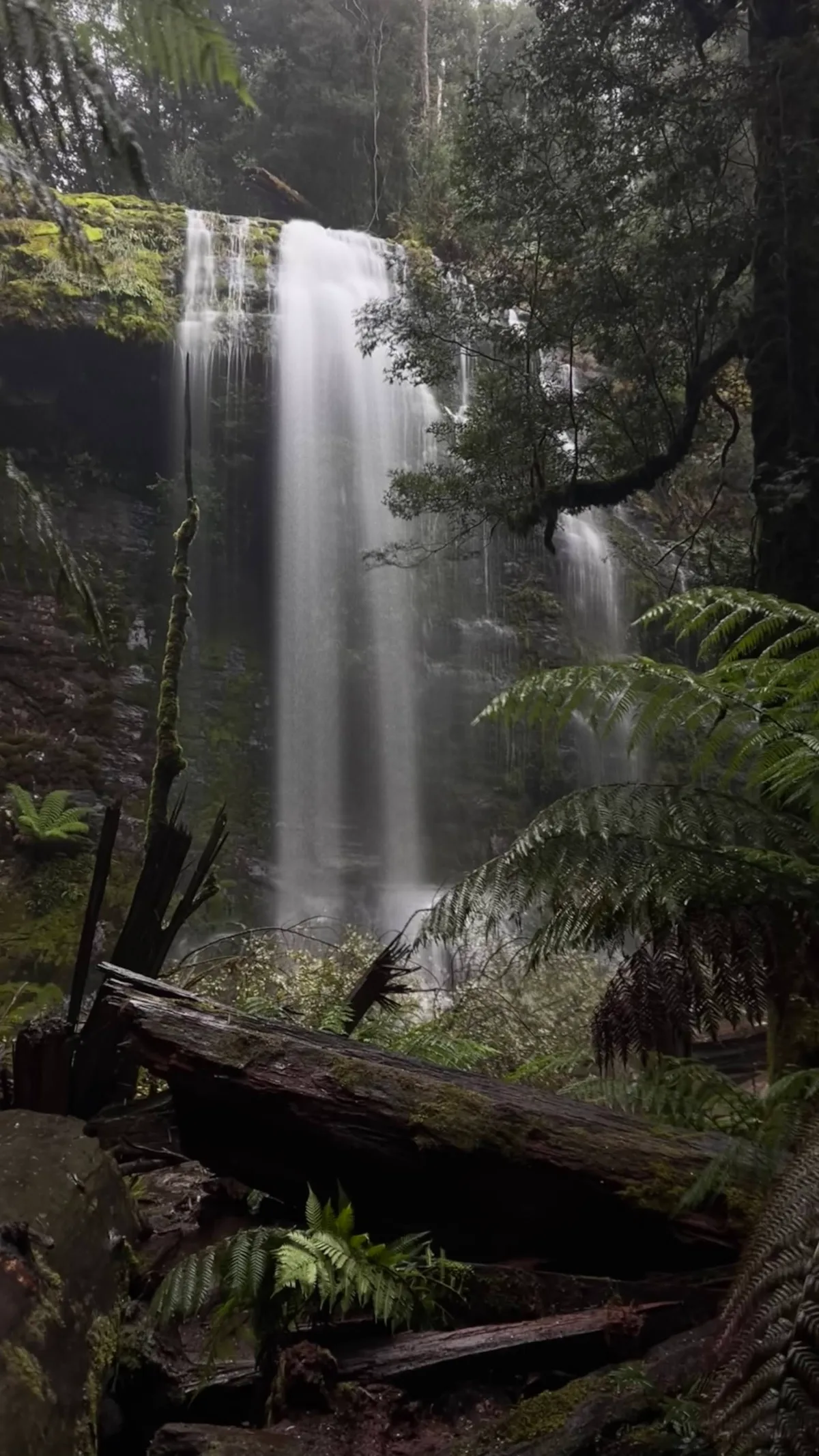 Marriotts Falls cascading down into the lush, fern-filled gully.