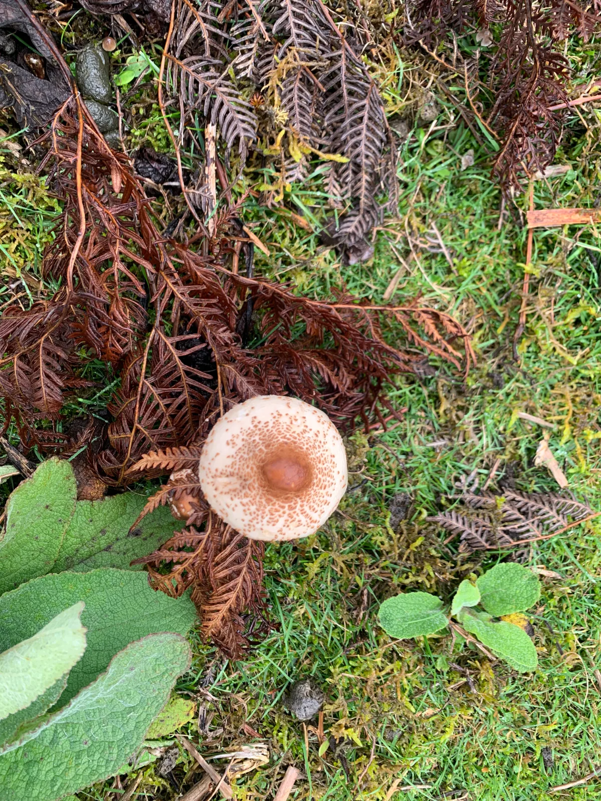 A solitary mushroom nestled among the damp ferns and fallen leaves on the forest floor.