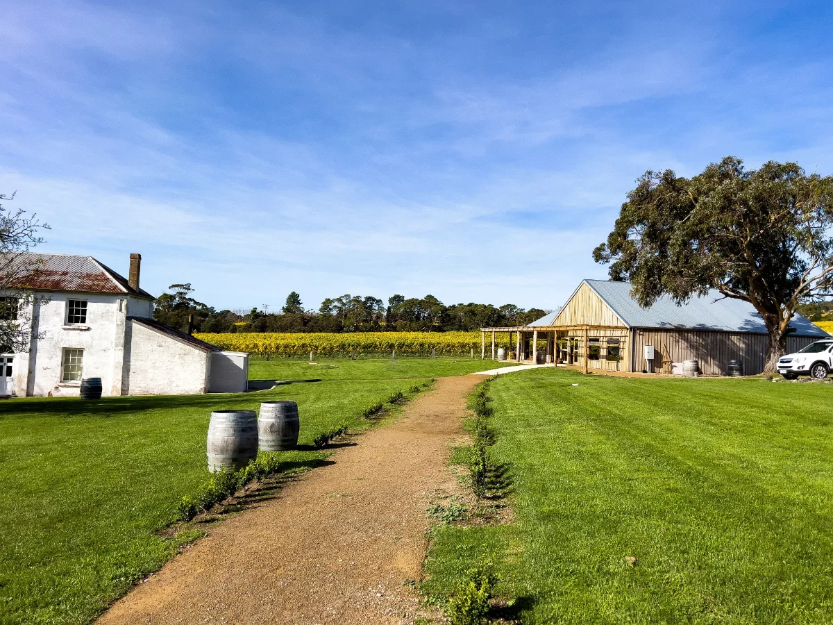 The walk up to the cellar door takes you past the historic farmhouse with the autumn vines glowing in the background.