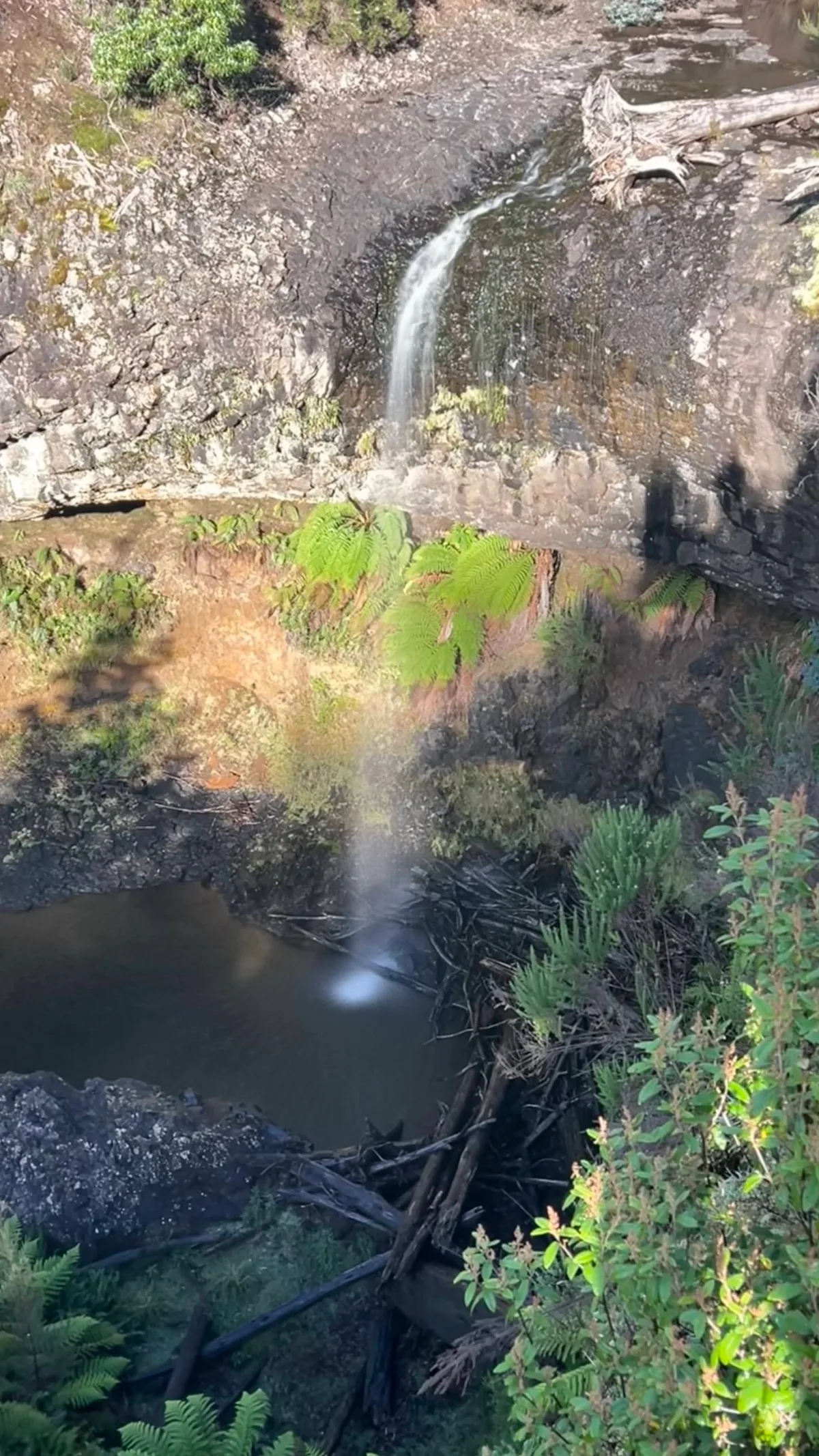 Wilsons Falls tucked away in the ferns, looking a lot like our favourite spots back in the Southwest.