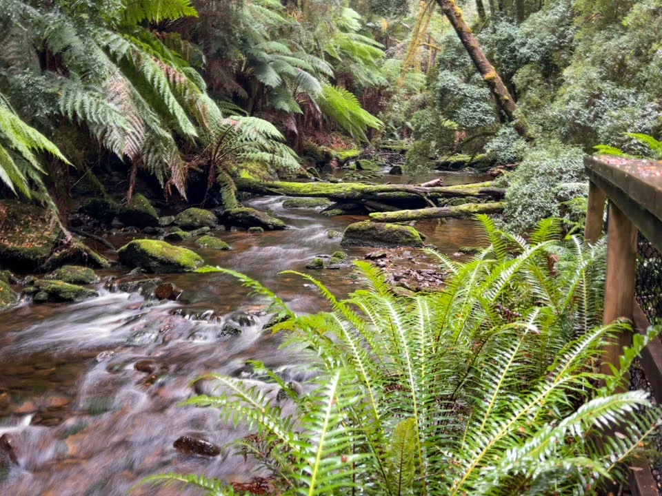 The crystal-clear creek at Nelson Falls, surrounded by the greenest ferns you’ve ever seen.