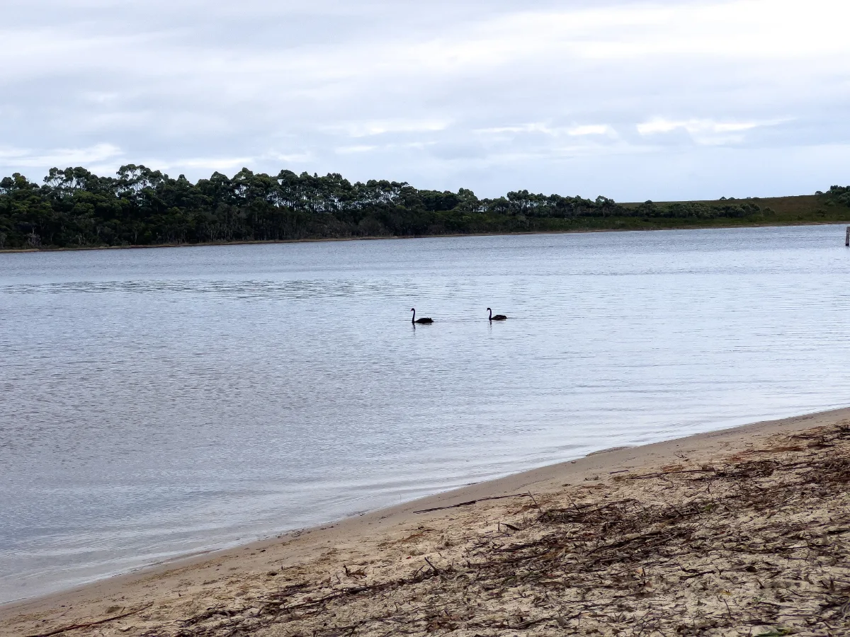 A pair of black swans gliding through the tannin-stained shallows of Macquarie Bay.