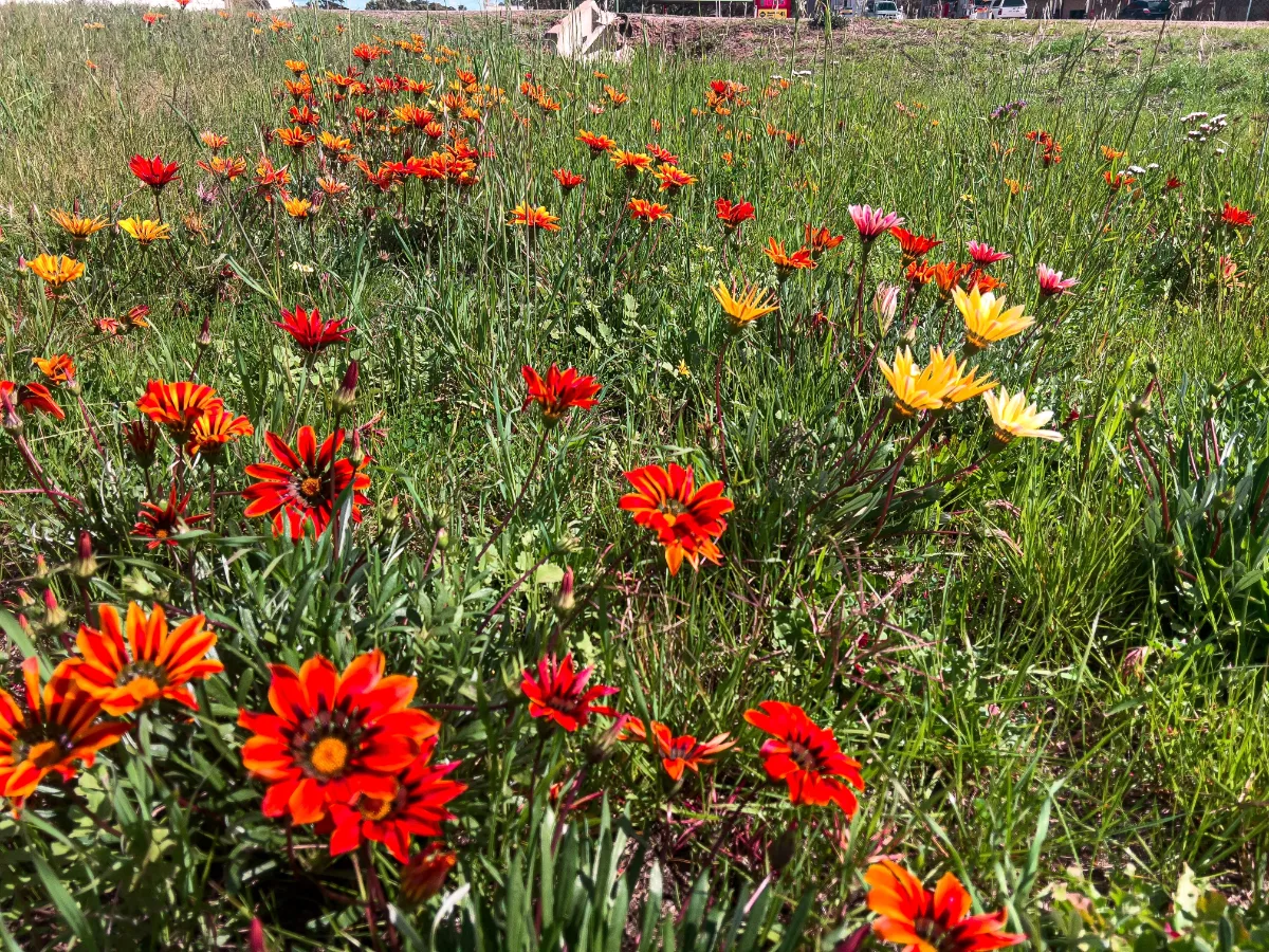 A vibrant display of wildflowers brighten up a roadside near Tammin.