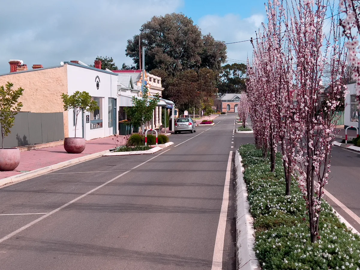 The main street of Hamley Bridge, lined with blossoming trees, presents a picturesque view of the town's well-preserved heritage.