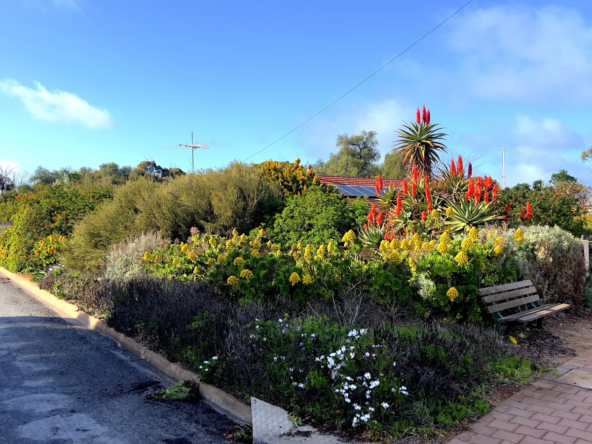 A colorful garden in Hamley Bridge, overflowing with local flowers and succulents.