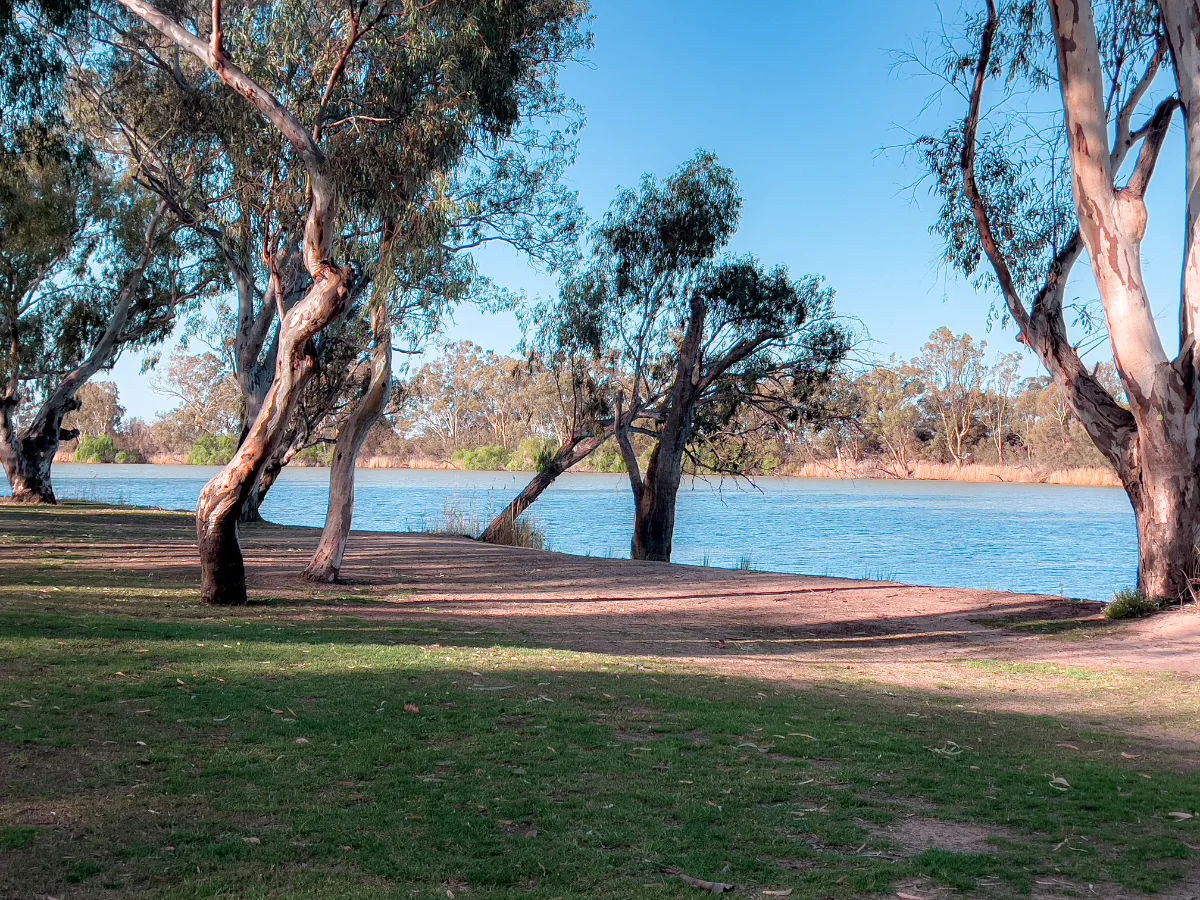 The Murray River glides past the banks of Berri, where ancient gums stand guard.