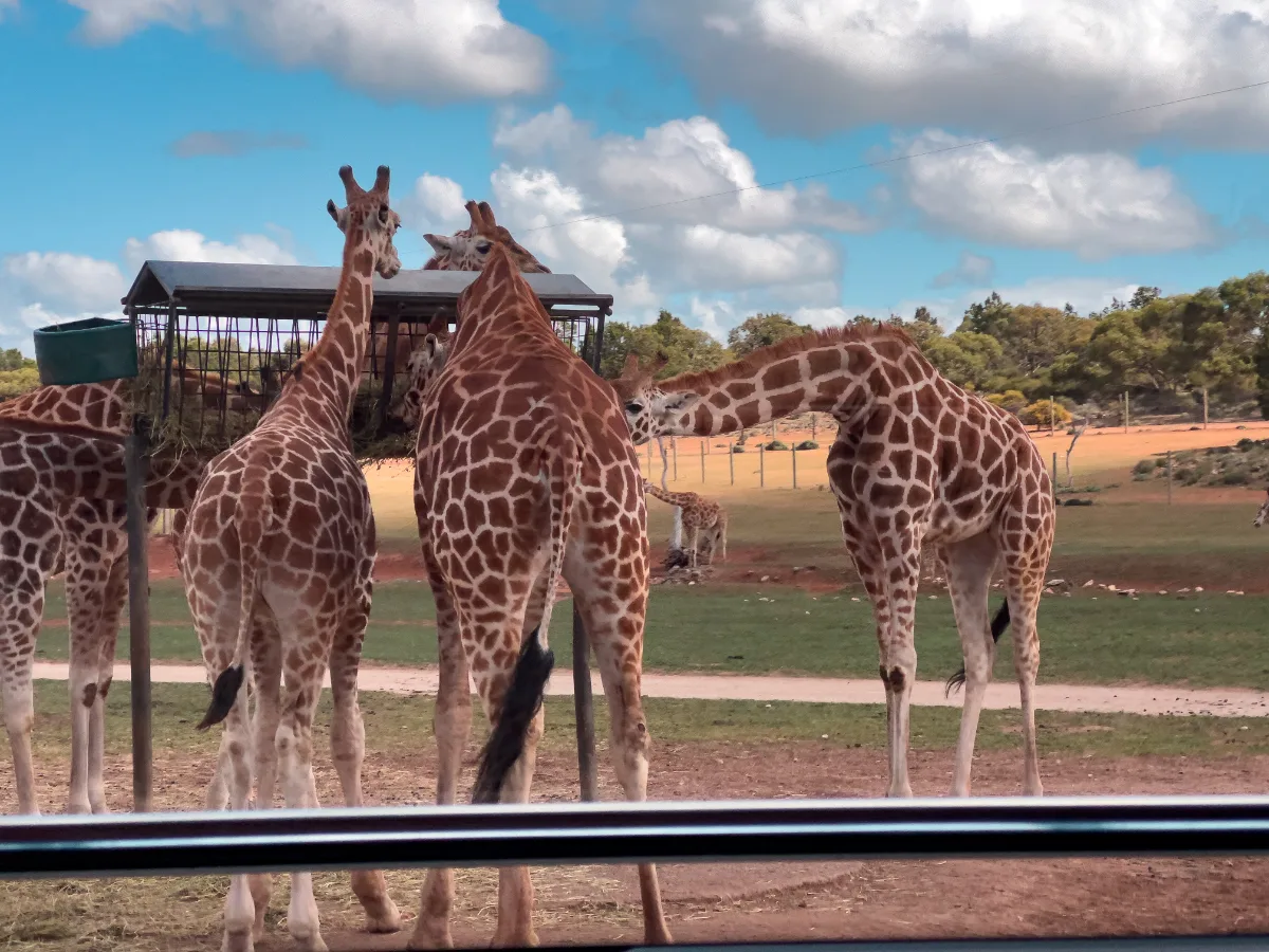 Extra gallery shot from A Touch of Africa in the Heart of South Australia: Monarto Safari Park