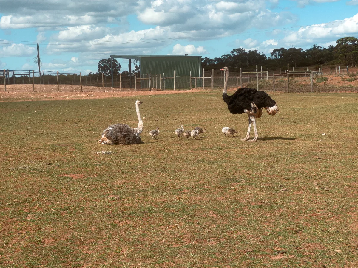 Extra gallery shot from A Touch of Africa in the Heart of South Australia: Monarto Safari Park