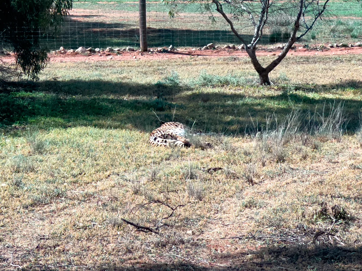 Extra gallery shot from A Touch of Africa in the Heart of South Australia: Monarto Safari Park