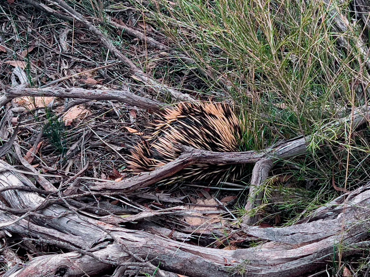 An echidna nestled amongst the undergrowth just outside of Bordertown.