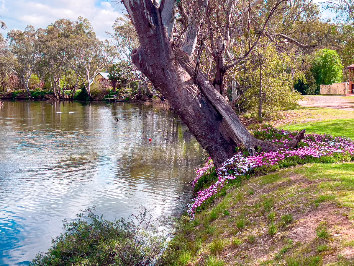 The Wimmera River flowing gently through Dimboola offers a peaceful respite.