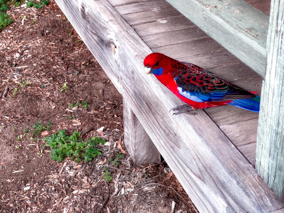 This cheeky crimson rosella was very interested in our dessert.