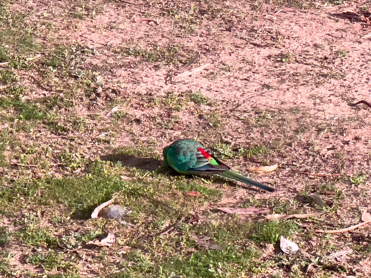 A colourful parrot graces our campsite with its presence before we left for Stawell.