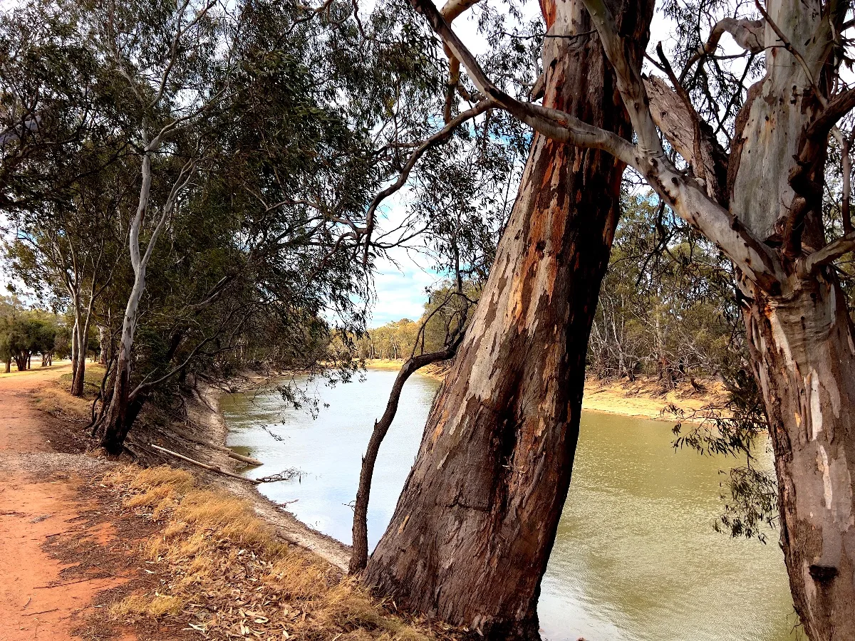 The muddy waters of the Murray River pass through Nyah, framed by majestic river gums.