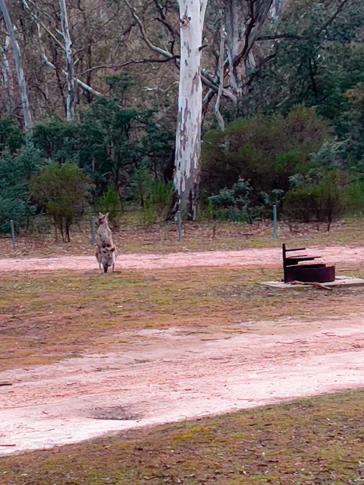 A kangaroo and joey stand sentinel, observing us as much as we observe them in their campsite clearing.
