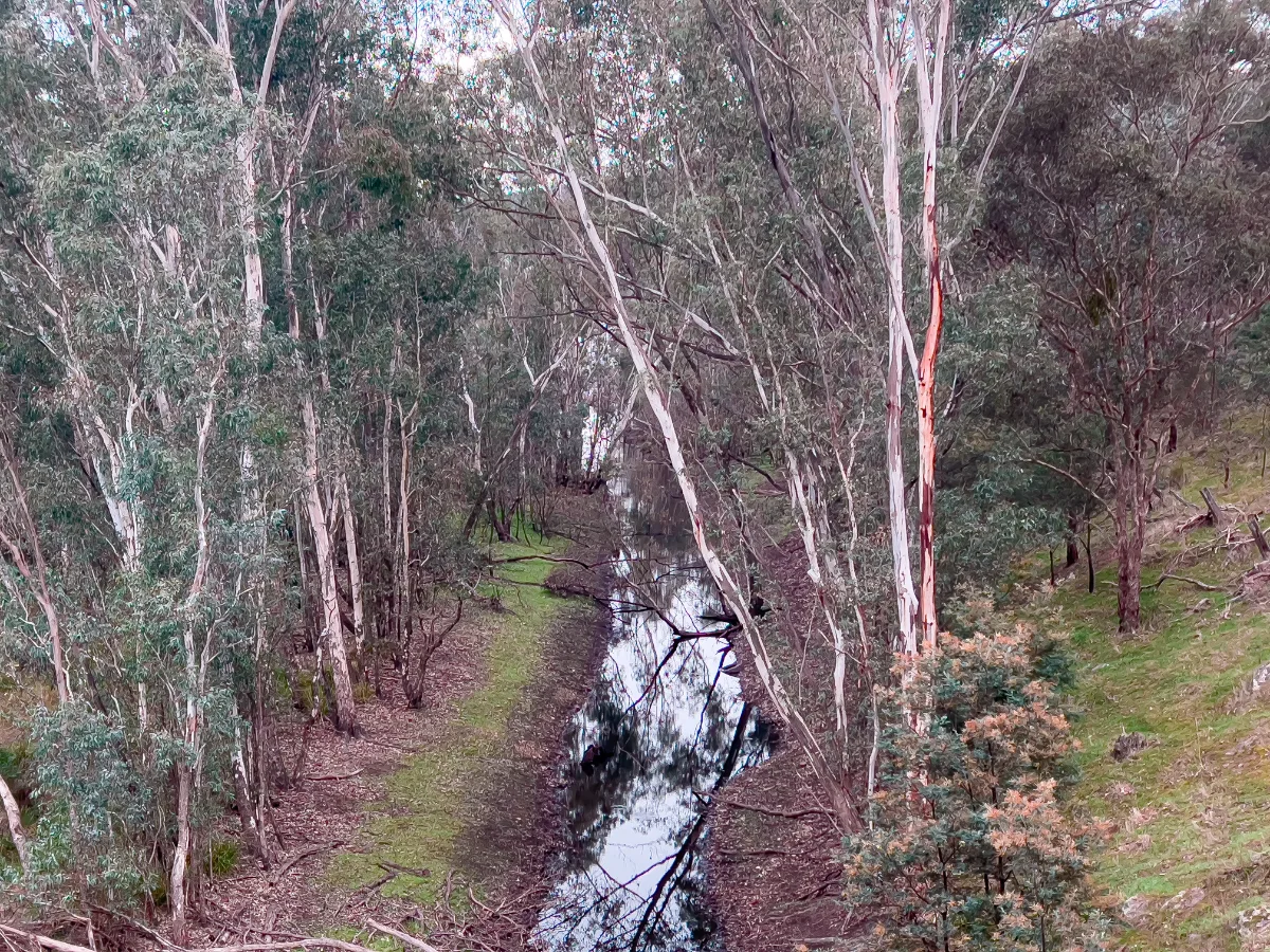 A creek meanders through the dense bushland, its reflections creating a sense of ethereal beauty.
