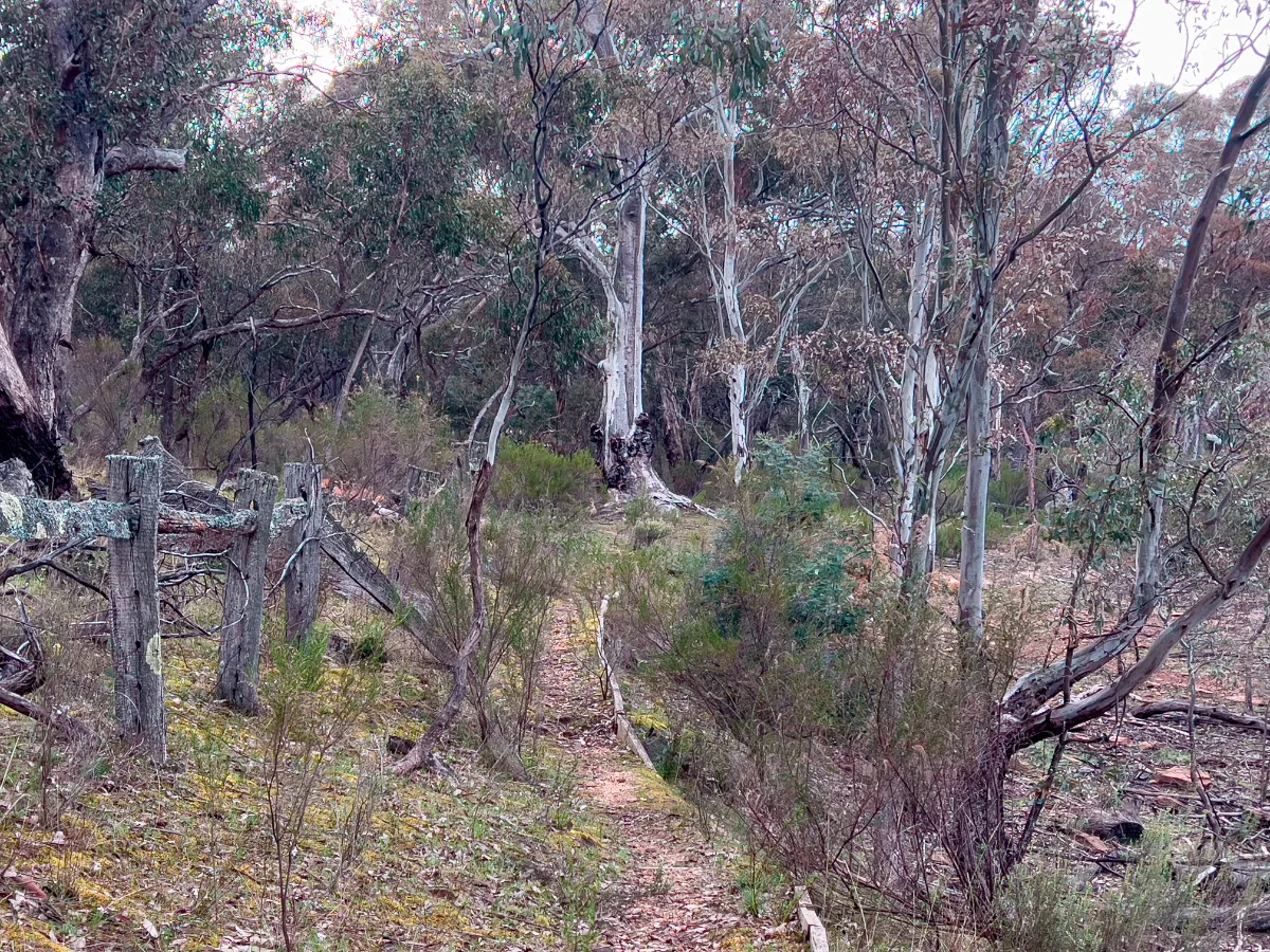 An old wooden fence stands as a testament to time, marking the edges of the bush trails in the Shire of Northern Grampians.