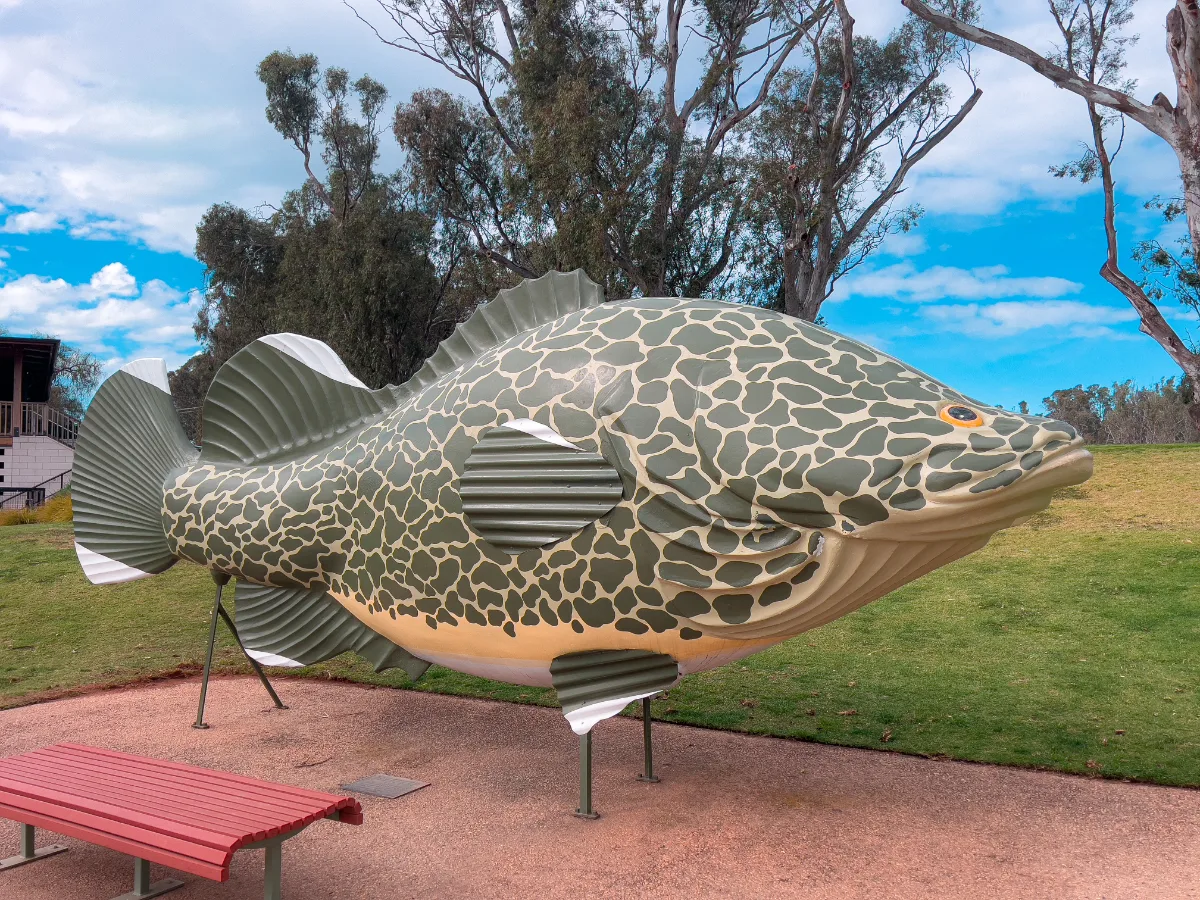 A giant Murray Cod statue. Certainly bigger than anything we've ever caught!