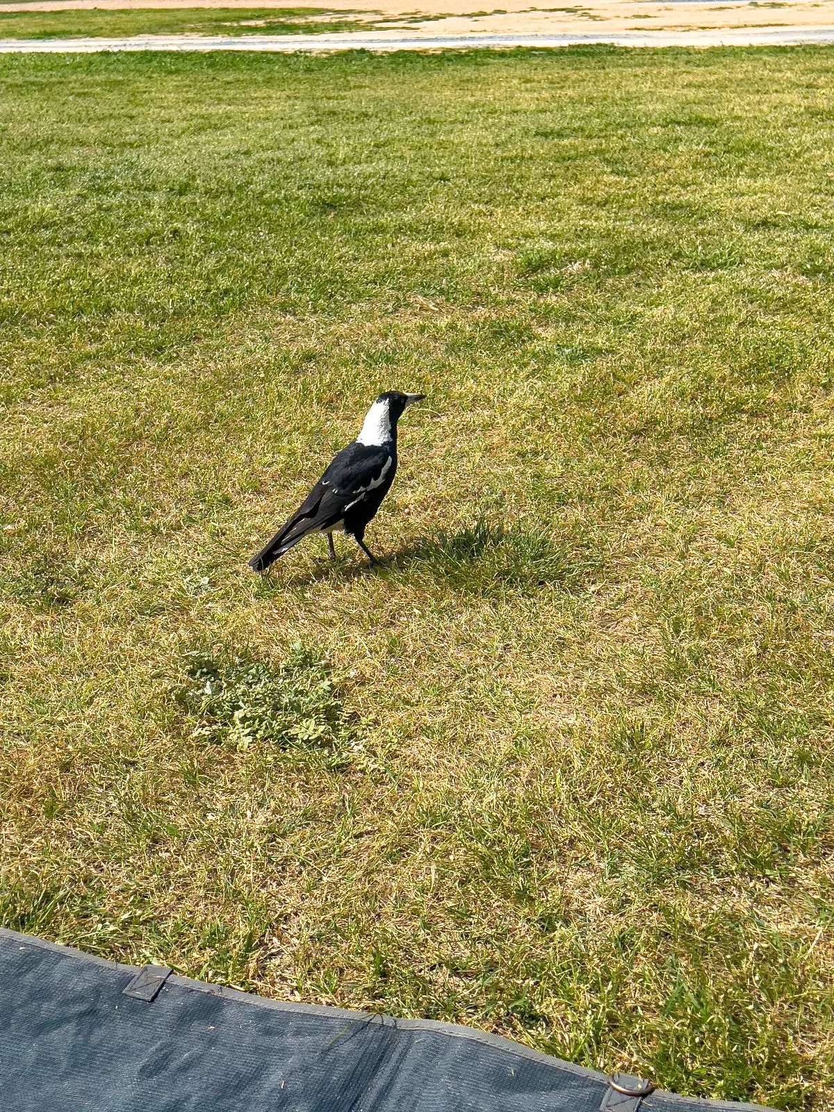One of the many magpies who were curious about our presence in Temora.