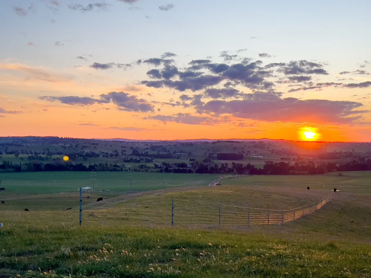 The sun dips below the horizon, painting the Wambool landscape in hues of orange and gold. Even the cows seem to appreciate the show.