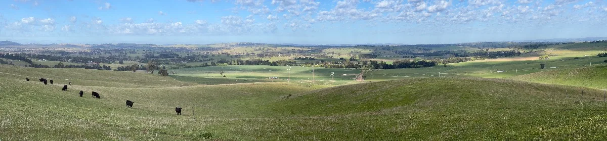 A panoramic view of the rolling hills around Wambool, dotted with grazing cattle.
