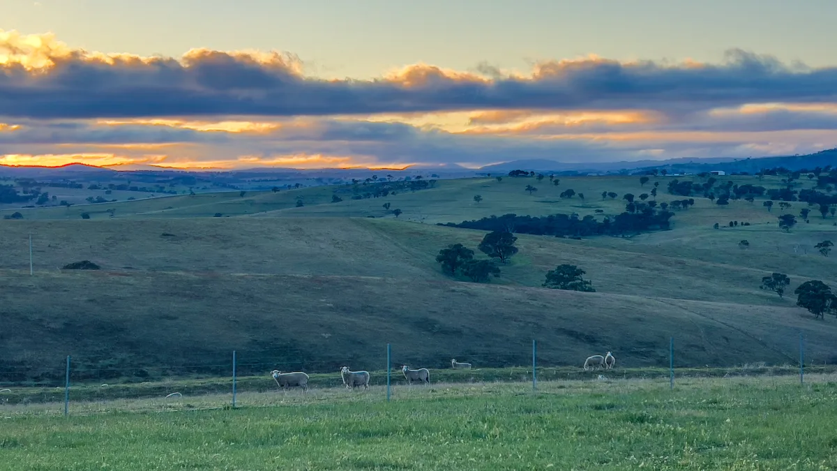 A dawn chorus of sheep under a vibrant sunrise in Wambool. They are far more accustomed to the view than we are.
