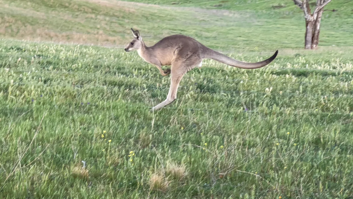A kangaroo, caught mid-leap, provided an unexpected highlight to our Wambool morning.