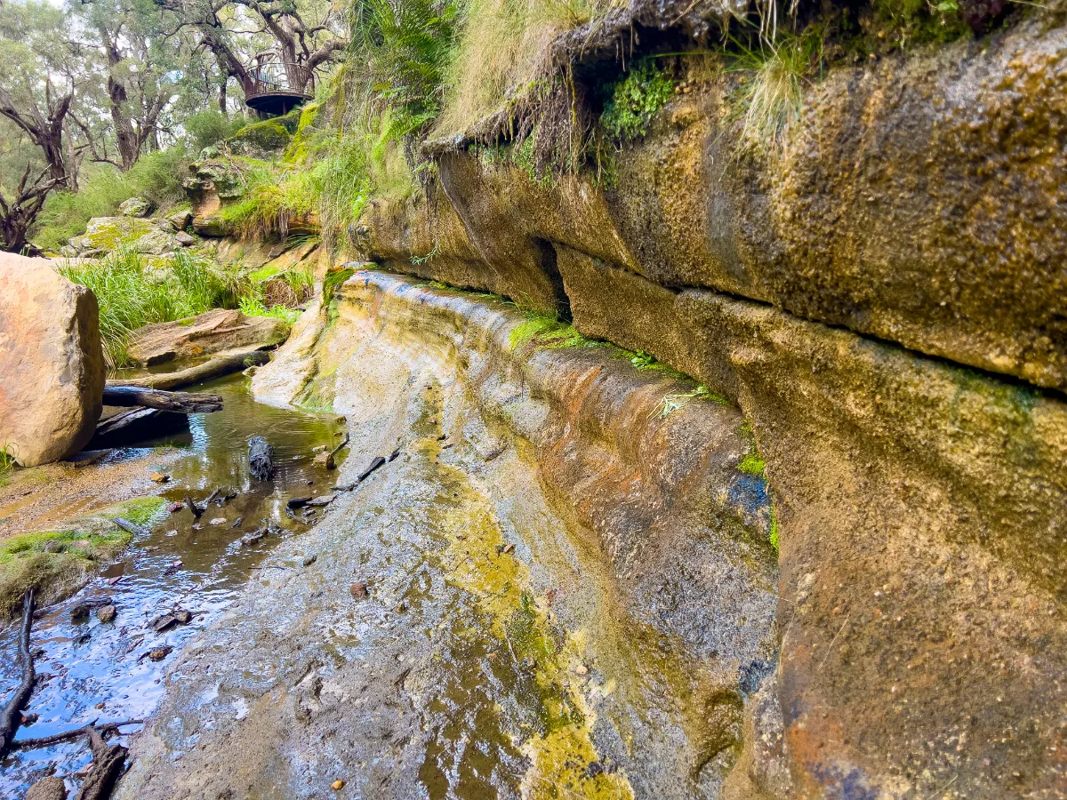 The water carved its path through the landscape, creating an unexpectedly lush habitat.