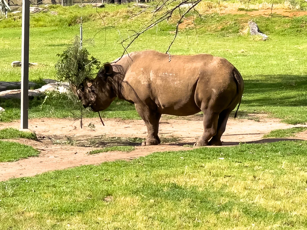 Memory from Dubbo's Wild Side: Taronga Western Plains Zoo
