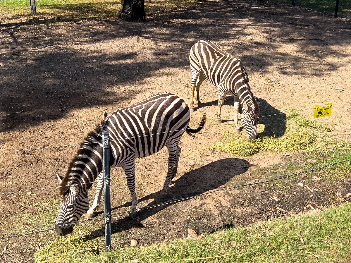 Extra gallery shot from Dubbo's Wild Side: Taronga Western Plains Zoo