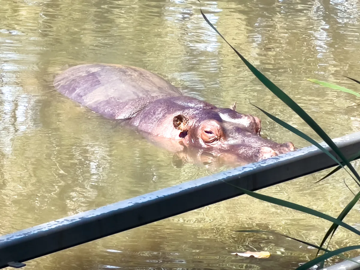 Extra gallery shot from Dubbo's Wild Side: Taronga Western Plains Zoo