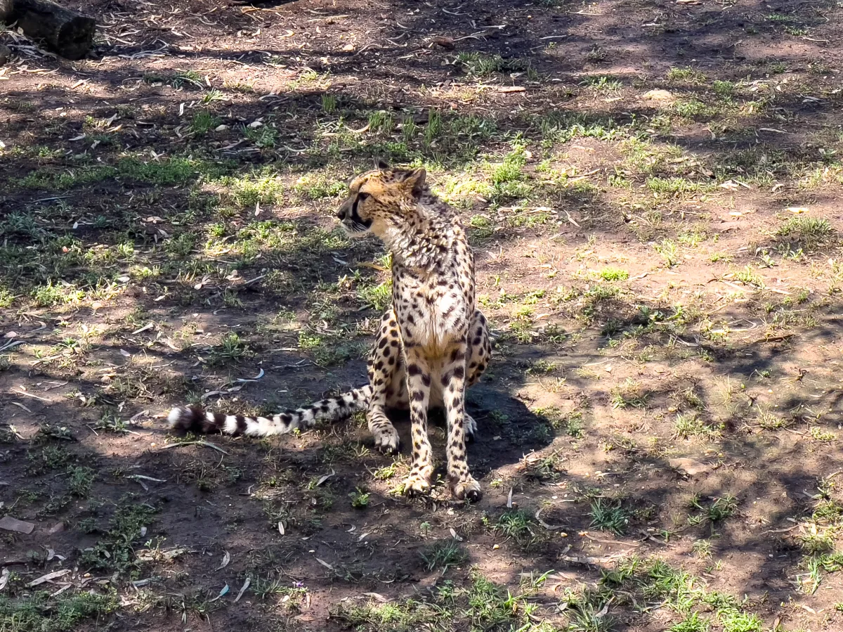 Extra gallery shot from Dubbo's Wild Side: Taronga Western Plains Zoo