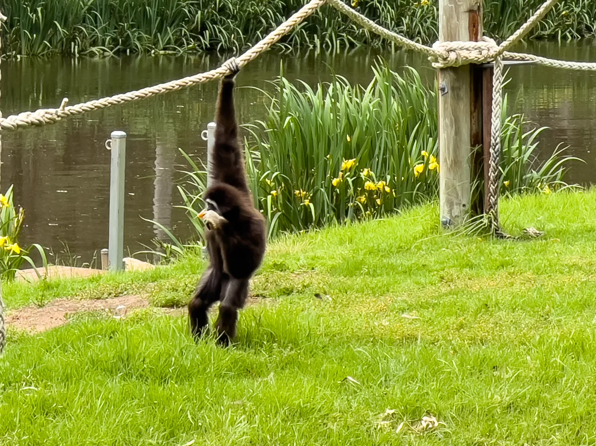 An agile ape dangles from a rope.