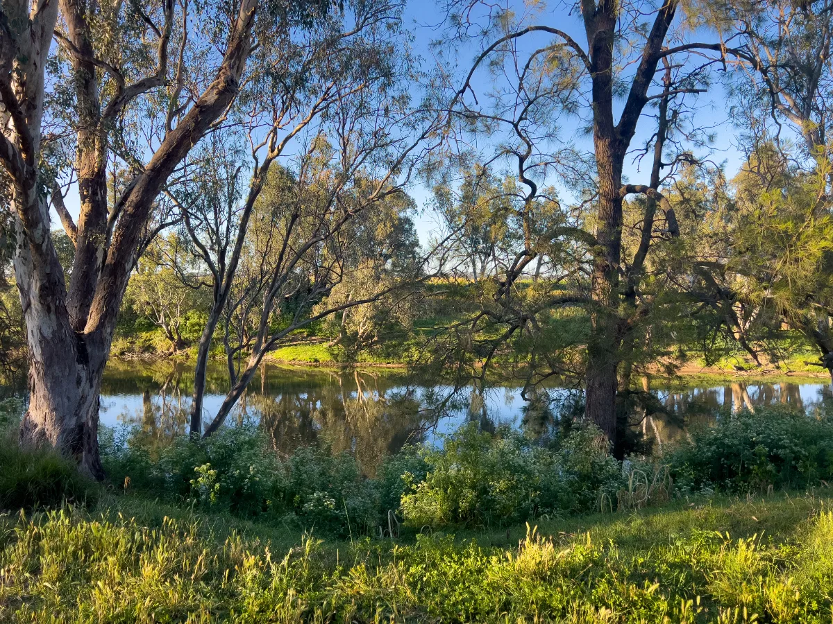 The tranquil Macquarie River, reflecting the surrounding landscape in serene stillness.
