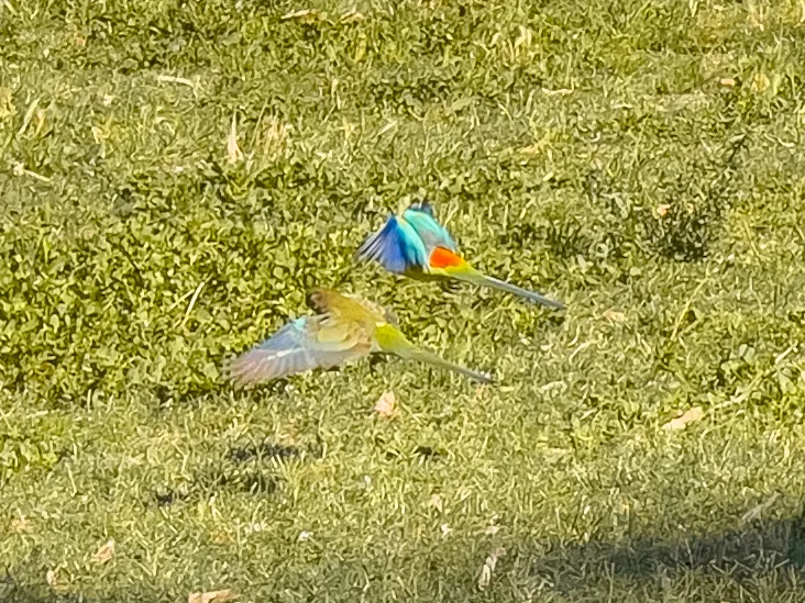 Australian parrots in full flight, their vibrant colours a flash of life against the green grass.