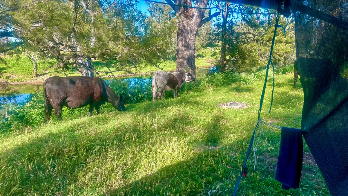 A bucolic scene unfolds near our campsite in Maryvale: contented cows grazing in a riverside pasture.