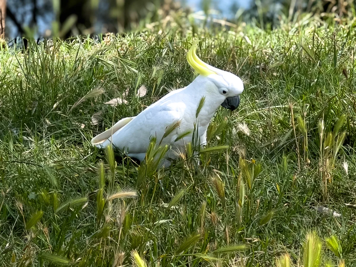 A sulphur-crested cockatoo blends in with the tall grass, possibly plotting its next mischievous act in Maryvale.