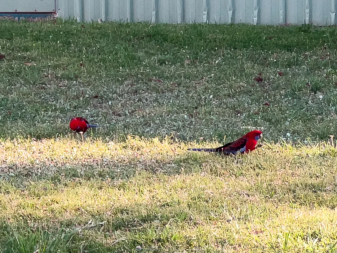 A pair of Crimson Rosellas forage in the sunshine in Glenroi.