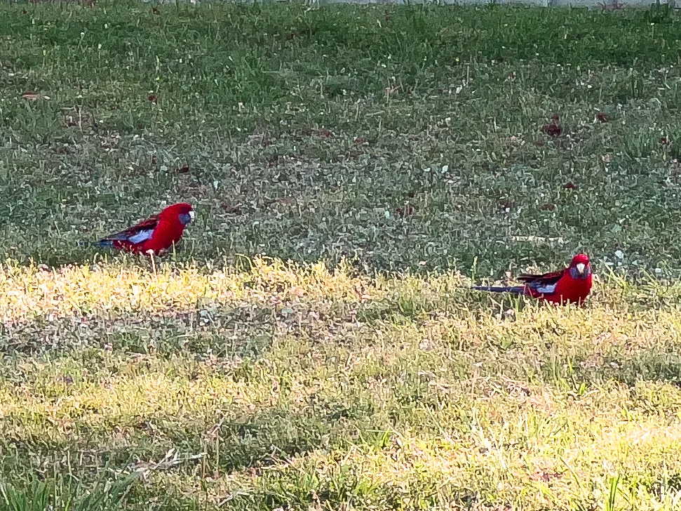 Another view of the Crimson Rosellas in Glenroi.