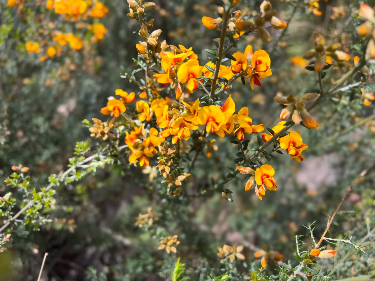 Orange wildflowers brighten up the landscape around Lake Canobolas.