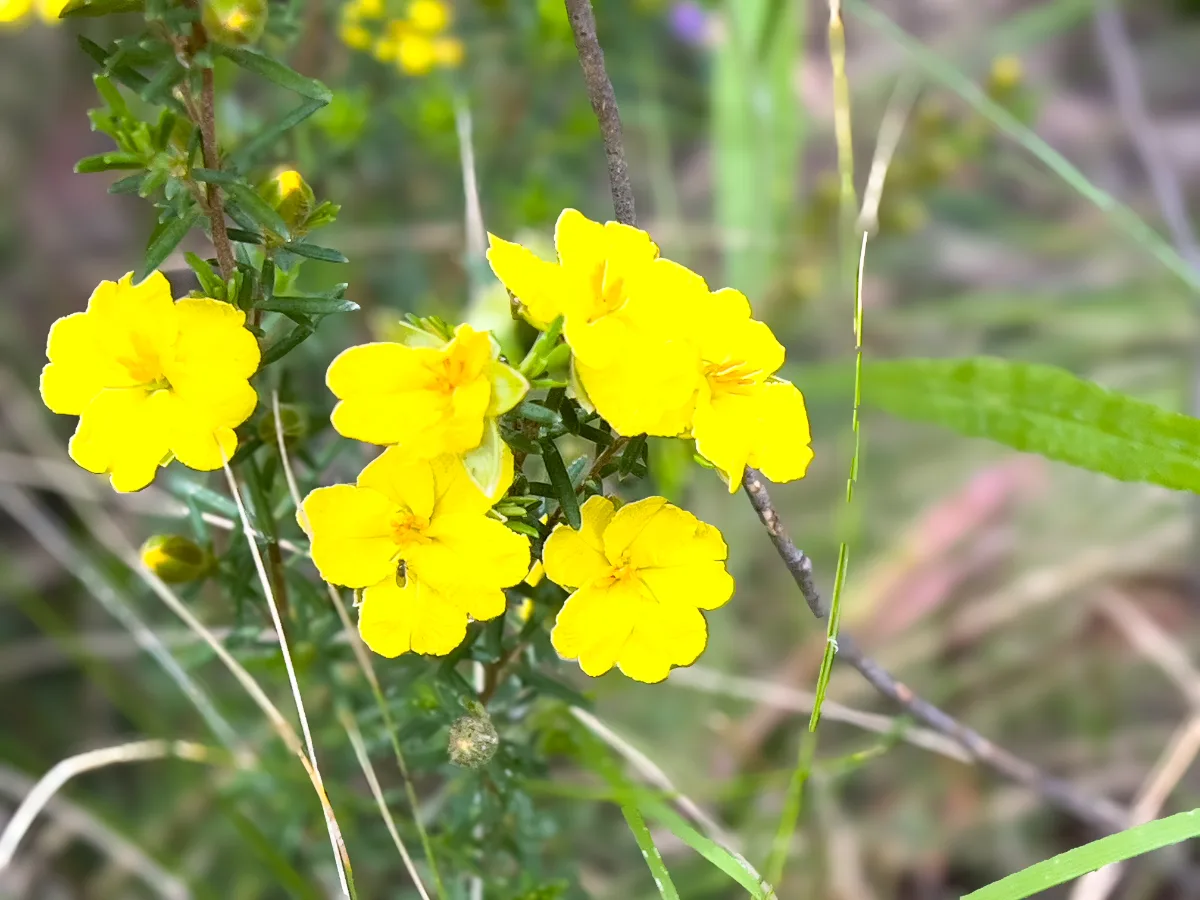 Yellow wildflowers dotted the area, adding to the visual appeal.