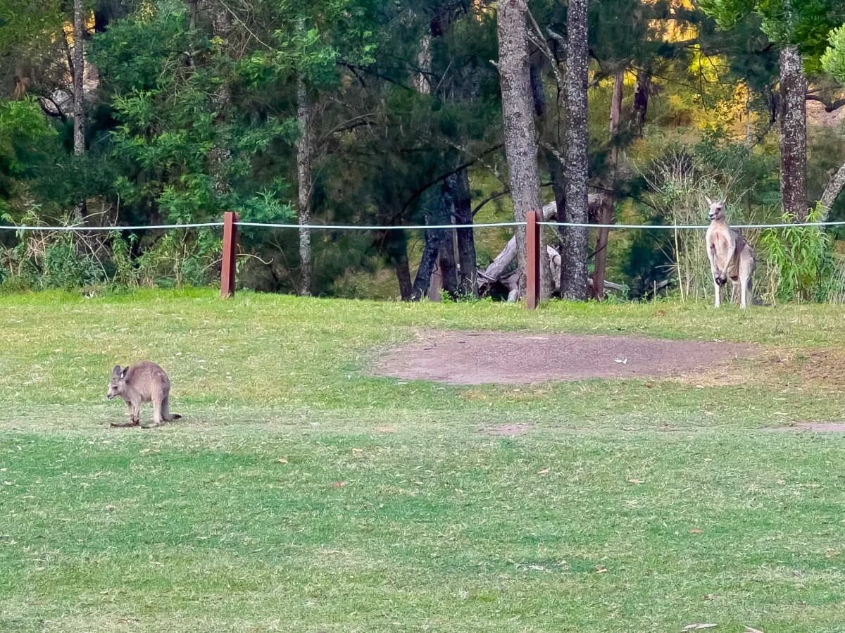 A kangaroo family enjoys the afternoon sun in Glen Davis, a welcome reminder of the beauty of the Australian bush.