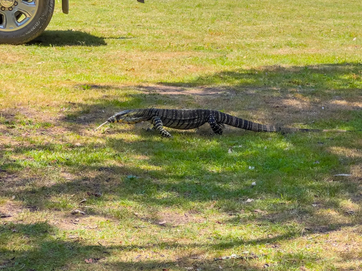 A large Goanna casually patrols the Glen Davis campgrounds.